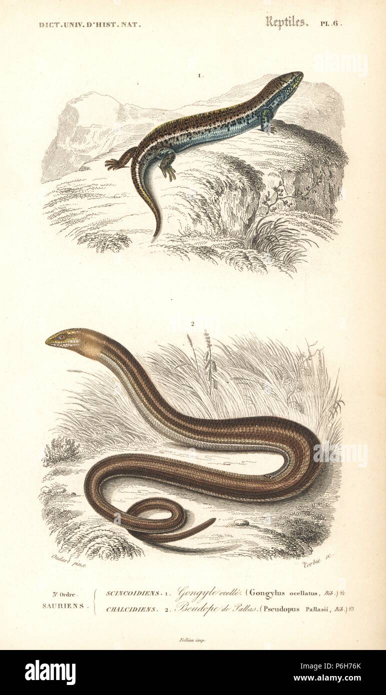 Lembeh (Bronze) Skink, Chalcides ocellatus und Europäischen Glas Eidechse, Pseudopus apodus. Papierkörbe Kupferstich von Corbie, nachdem eine Illustration von oudart von Charles d'Orbigny von 'Dictionnaire Universel d'Histoire Naturelle" (Universal Wörterbuch der Naturgeschichte), Paris, 1849. Stockfoto