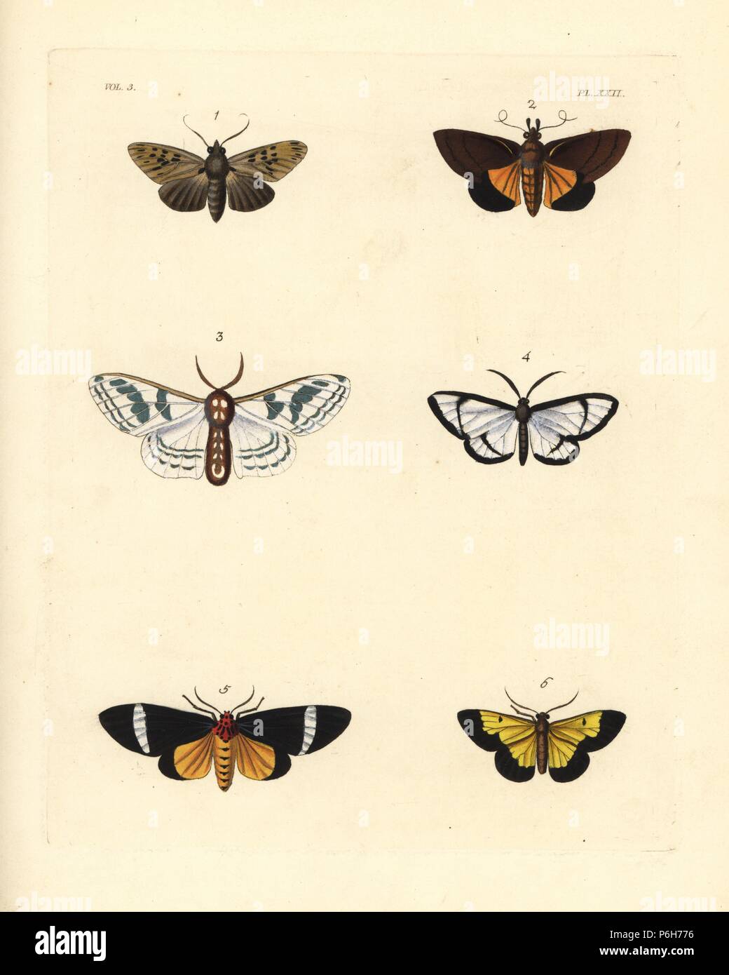 Caryatis phileta Fotos und Bildmaterial in hoher Auflösung Alamy