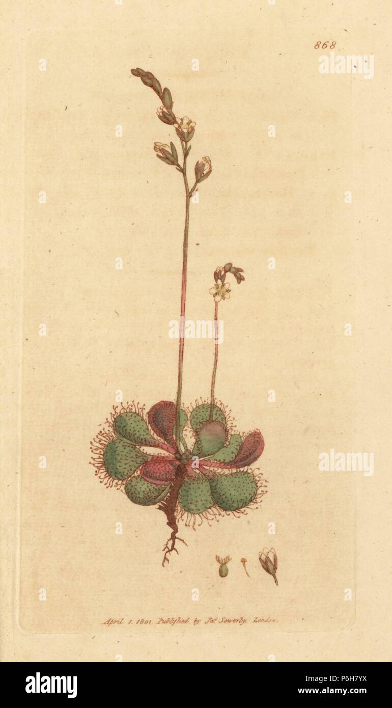Englisch oder Long-leaved Sonnentau, Drosera anglica (Drosera longifolia). Papierkörbe Kupferstich nach einer Zeichnung von James Sowerby für James Smith's Englisch Botanik, 1801. Stockfoto