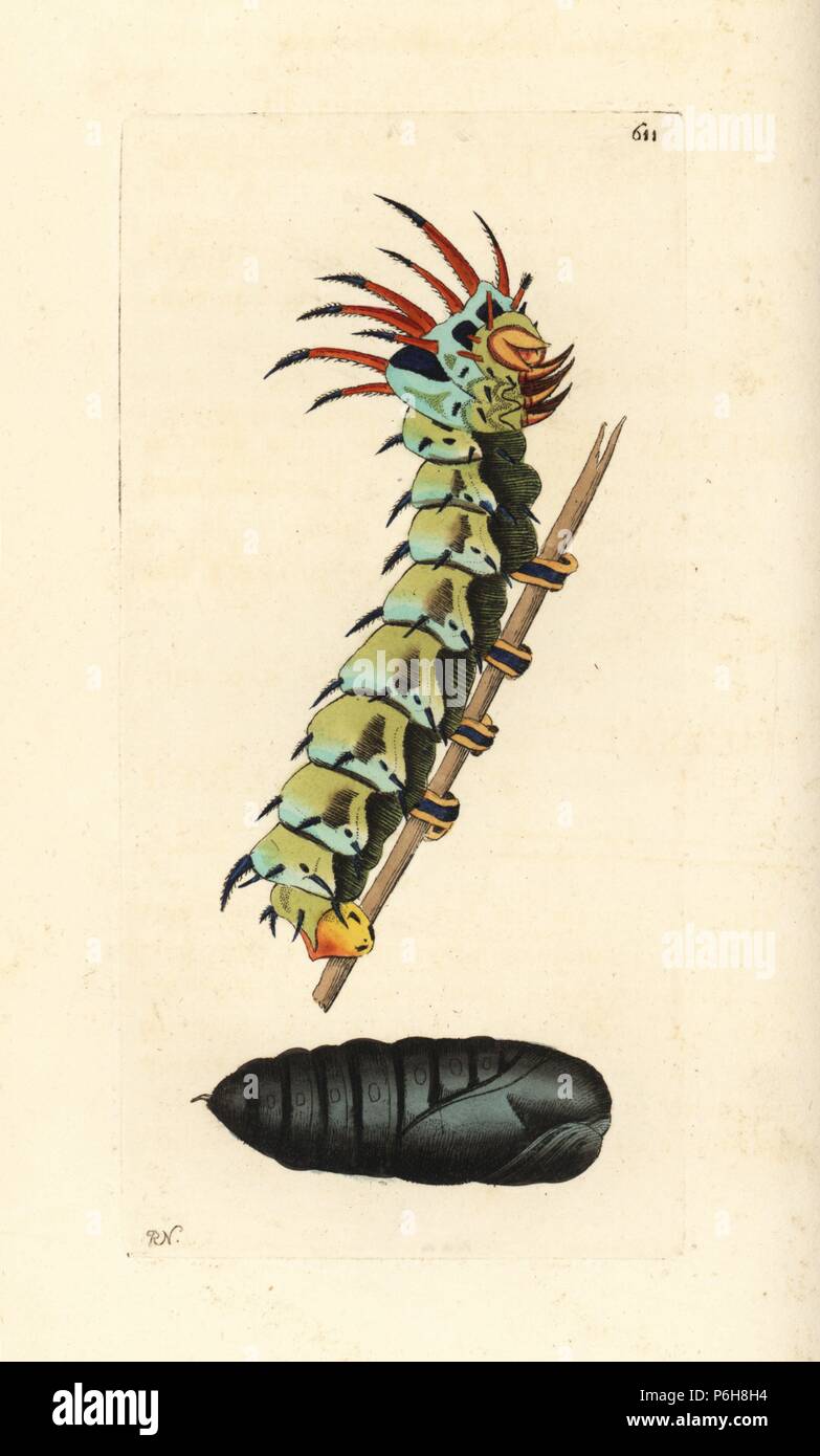 Regal motte Citheronia regalis (Persimon Moth, Phalaena regia), Raupe und Puppe. Abbildung gezeichnet und von Richard Polydore Nodder eingraviert. Papierkörbe Kupferstich von George Shaw und Frederick Nodder Der naturalist's Miscellany, London, 1803. Stockfoto