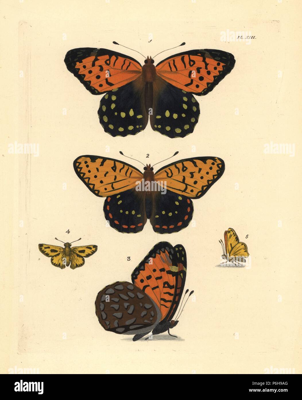 Regal Fritillaryschmetterling, Speyeria Sanz, weiblichen und männlichen 1,3, 2 und der auf Fiery Skipper, Hylephila phyleus 4,5. Papierkörbe Lithographie von neuen John O. Westwood's Edition von Dru Drury' Illustrationen von exotischen Entomologie", Bohn, London, 1837. Stockfoto