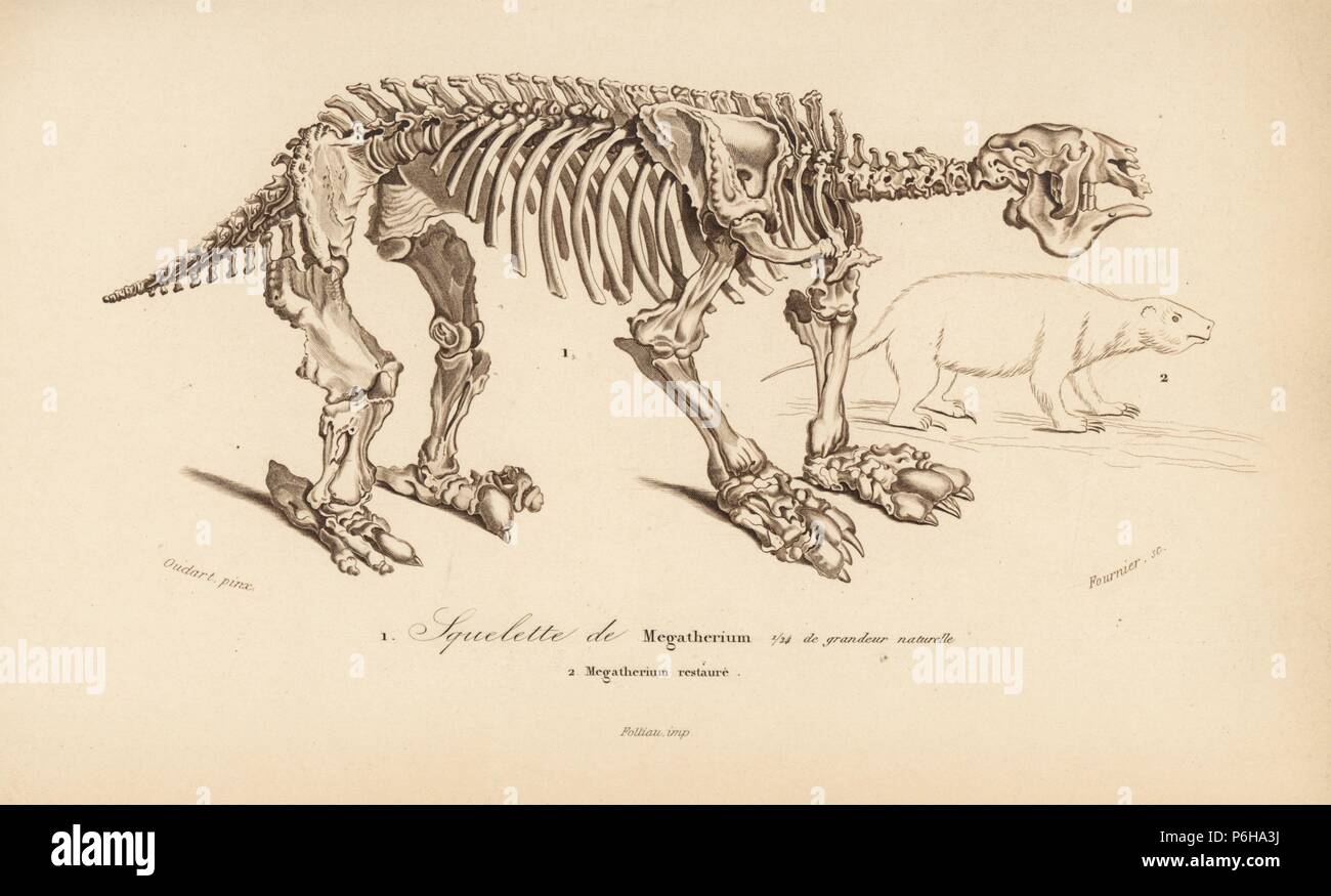 Skelett einer megatherium, erloschenen giant Ground Sloth, und Wiederaufbau des Tieres. Kupferstich von Fournier nach einer Illustration von oudart von Charles d'Orbigny das Wörterbuch Universel d'Histoire Naturelle (Wörterbuch), Paris, 1849. Stockfoto