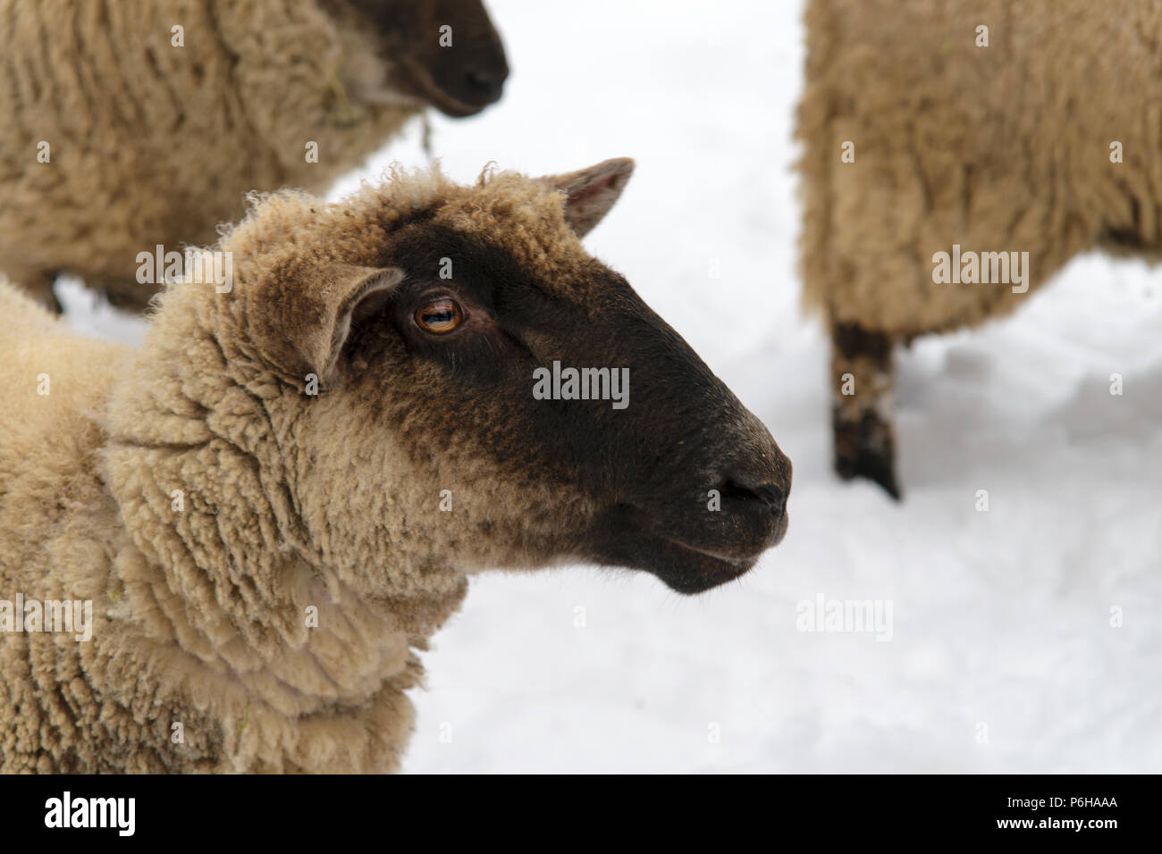 Schafe im Winter mit Wolle Stockfoto