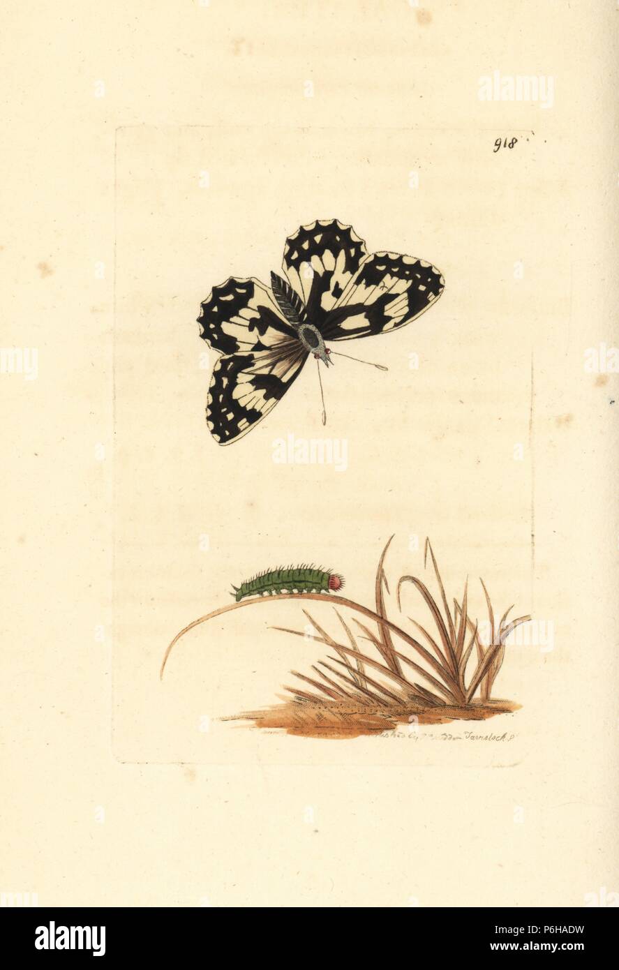 Weiß marmoriert, Melanargia galathea (Galatea Schmetterling, Papilio galatea) mit Caterpillar. Abbildung gezeichnet und von Richard Polydore Nodder eingraviert. Papierkörbe Kupferstich von George Shaw und Frederick nodder's" des Naturforschers Miscellany", London, 1810. Stockfoto