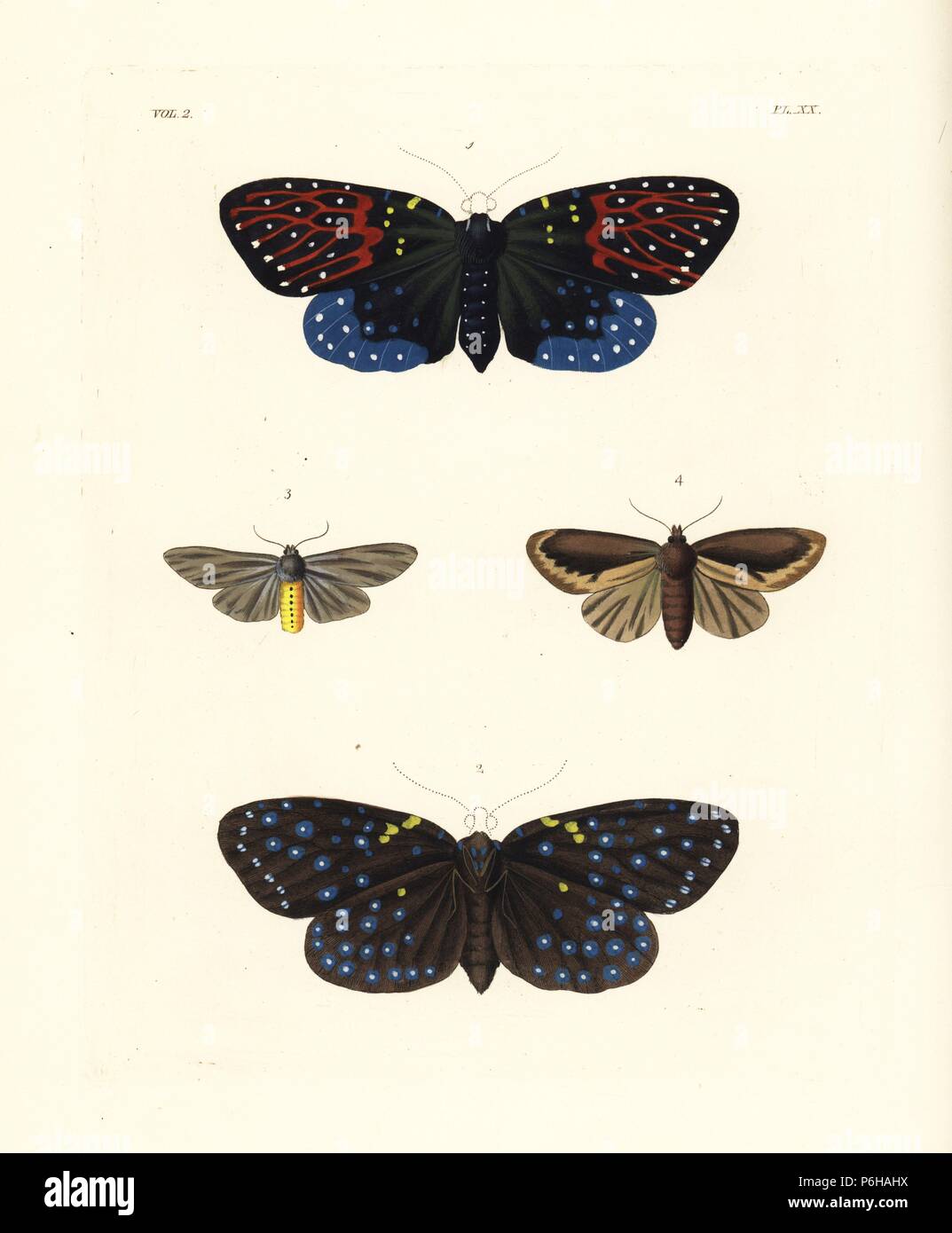 Amesia sanguiflua Motte 1,2, milkweed Tiger, Euchaetes egle 3 und Noctua chera Motte von Surinam 4. Papierkörbe Lithographie von neuen John O. Westwood's Edition von Dru Drury' Illustrationen von exotischen Entomologie", Bohn, London, 1837. Stockfoto