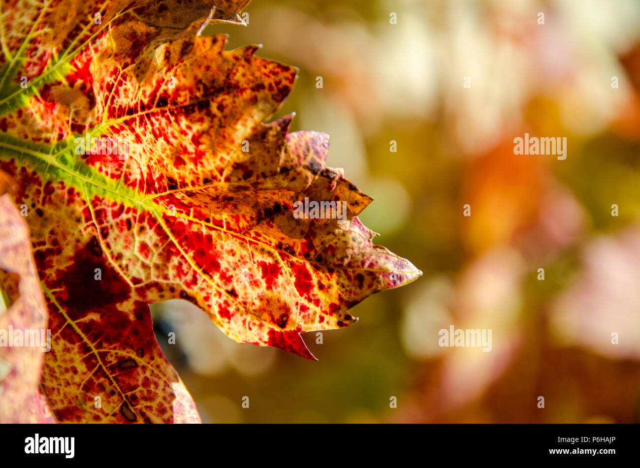 Rote Blätter im Herbst Stockfoto