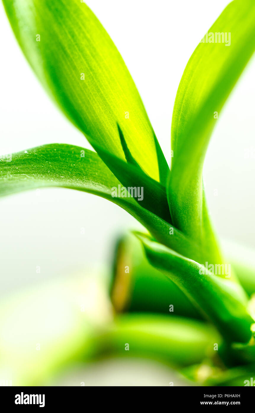 Grüner Bambus mit weißem Hintergrund Stockfoto