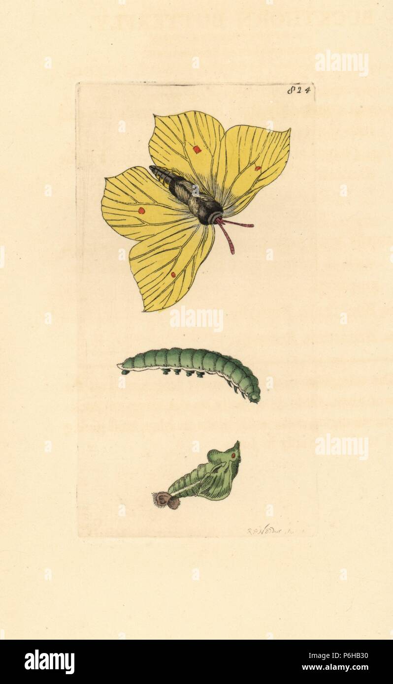 Gemeinsame Zitronenfalter, Gonepteryx rhamni, Raupe und Puppe (Sanddorn Schmetterling, Papilio Rhamni). Abbildung gezeichnet und von Richard Polydore Nodder eingraviert. Papierkörbe Kupferstich von George Shaw und Frederick Nodder Der naturalist's Miscellany, London, 1806. Stockfoto