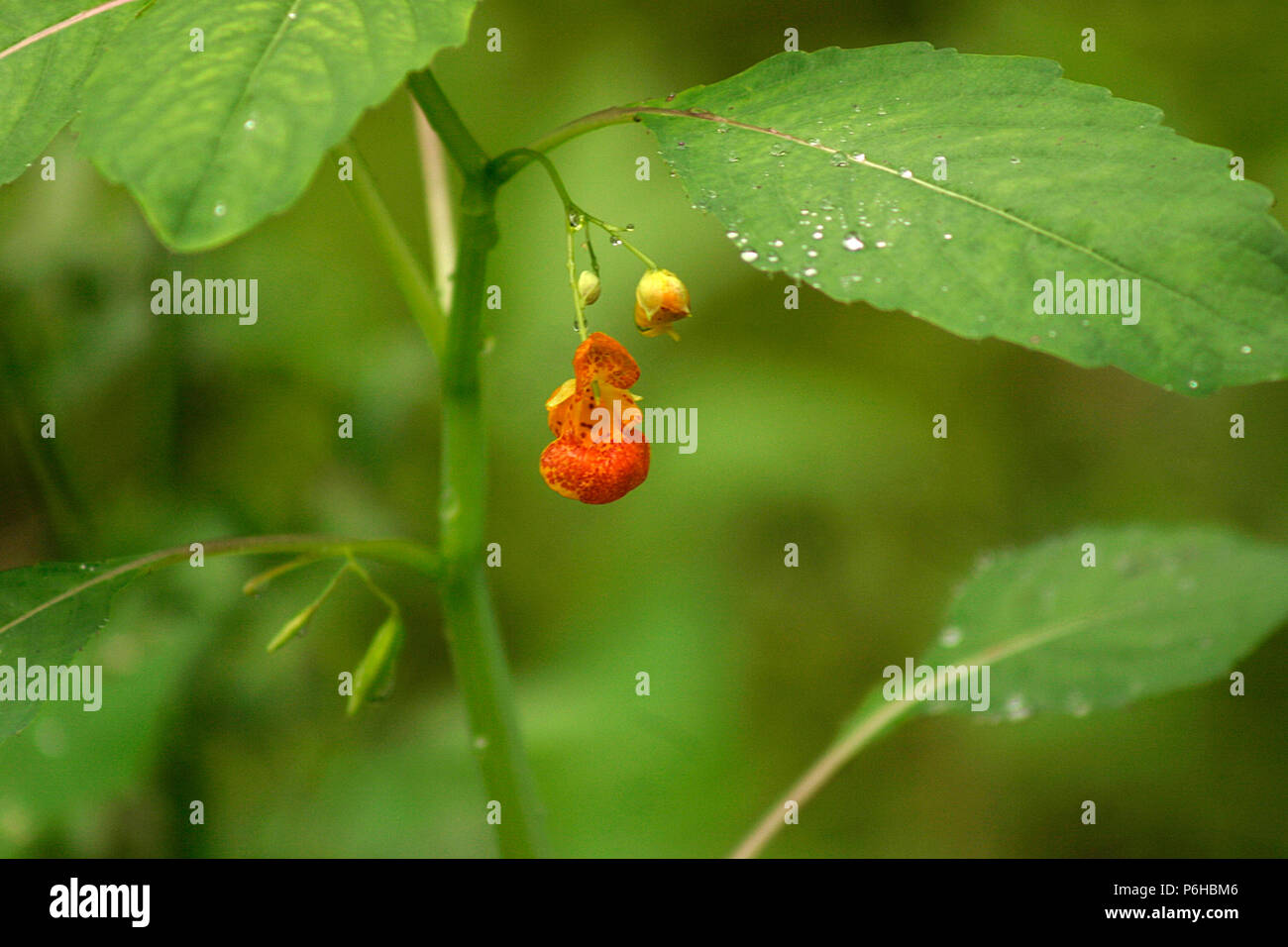 Springkraut (Impatiens capensis) Pflanze Stockfoto