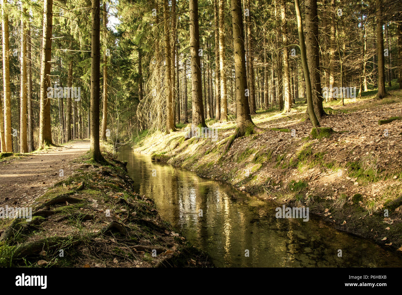 Fluss im Bayerischen Wald mit vielen Bäumen und einem Pfad Stockfoto