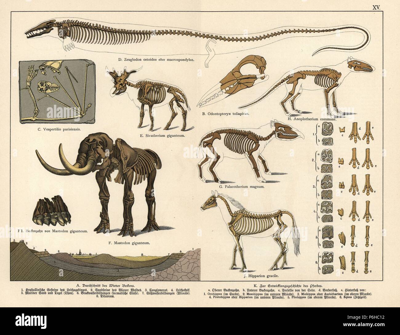 Fossiler Skelette ausgestorbener bat Cuvierimops parisiensis (Vespertilio parisiensis), aquatische carnivore Basilosaurus cetoides (Zeuglodon cetoides), giraffid Sivatherium giganteum, American Mastodon, Mammut americanum (Mastodon giganteum), Vogel (Odontopteryx Dasornis toliapica Paleotherium toliapicus), Magnum, Anoplotherium Kommune, Pferd Hipparion grazil. Chromolithograph von Dr. P. Die Rolle' Geologie und Paläontologie" in Gotthilf Heinrich von Schubert's "Naturgeschichte", Schreiber, München, 1886. Stockfoto