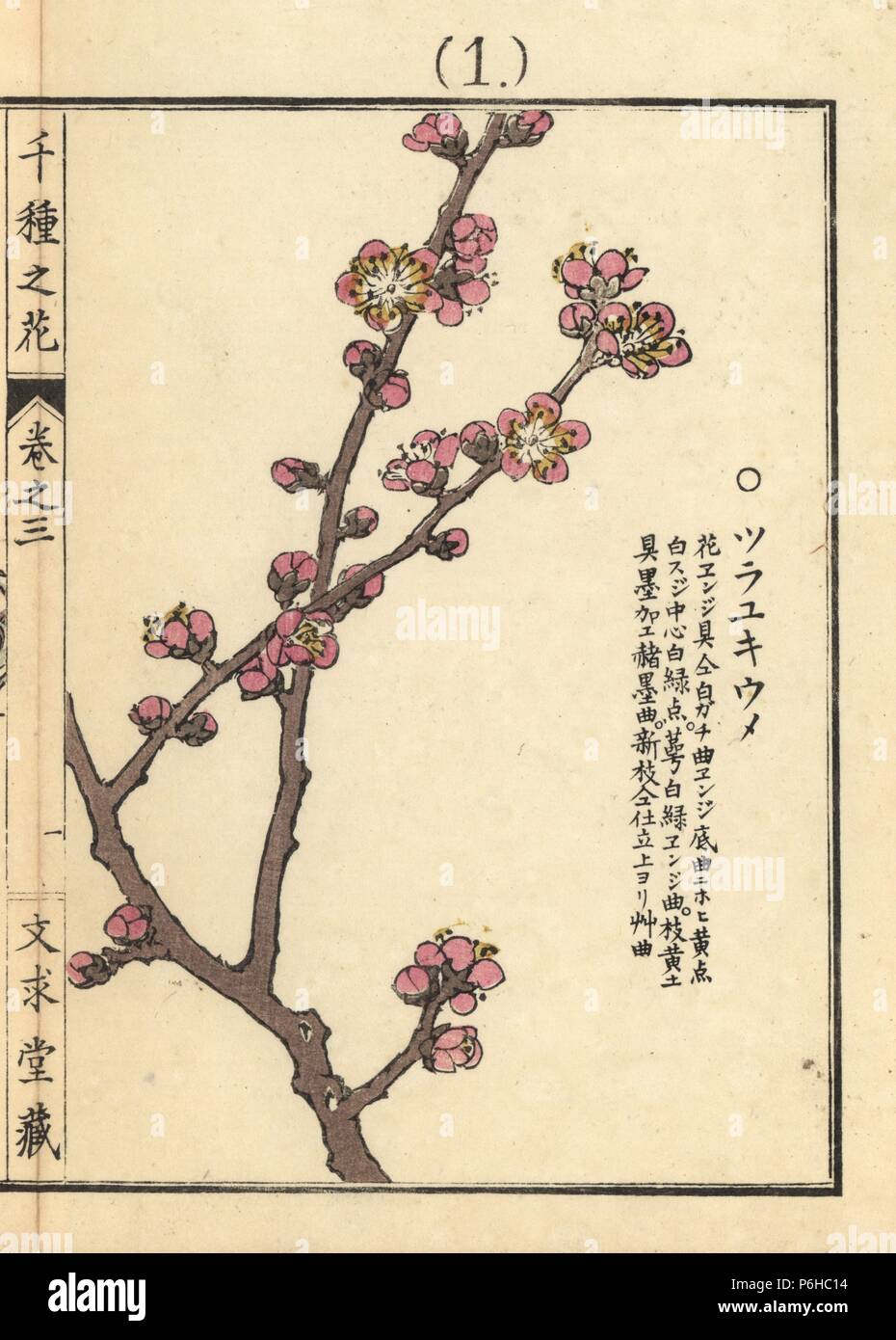 Chinesische oder japanische Aprikose, Pflaume Prunus japanische Aprikose, tsurayukiume. Papierkörbe Holzschnitt botanischen Drucken von Kono Bairei von Senshu no Hana (Tausend Sorten von Blumen), Bunkyudo, Kyoto, 1889. Stockfoto