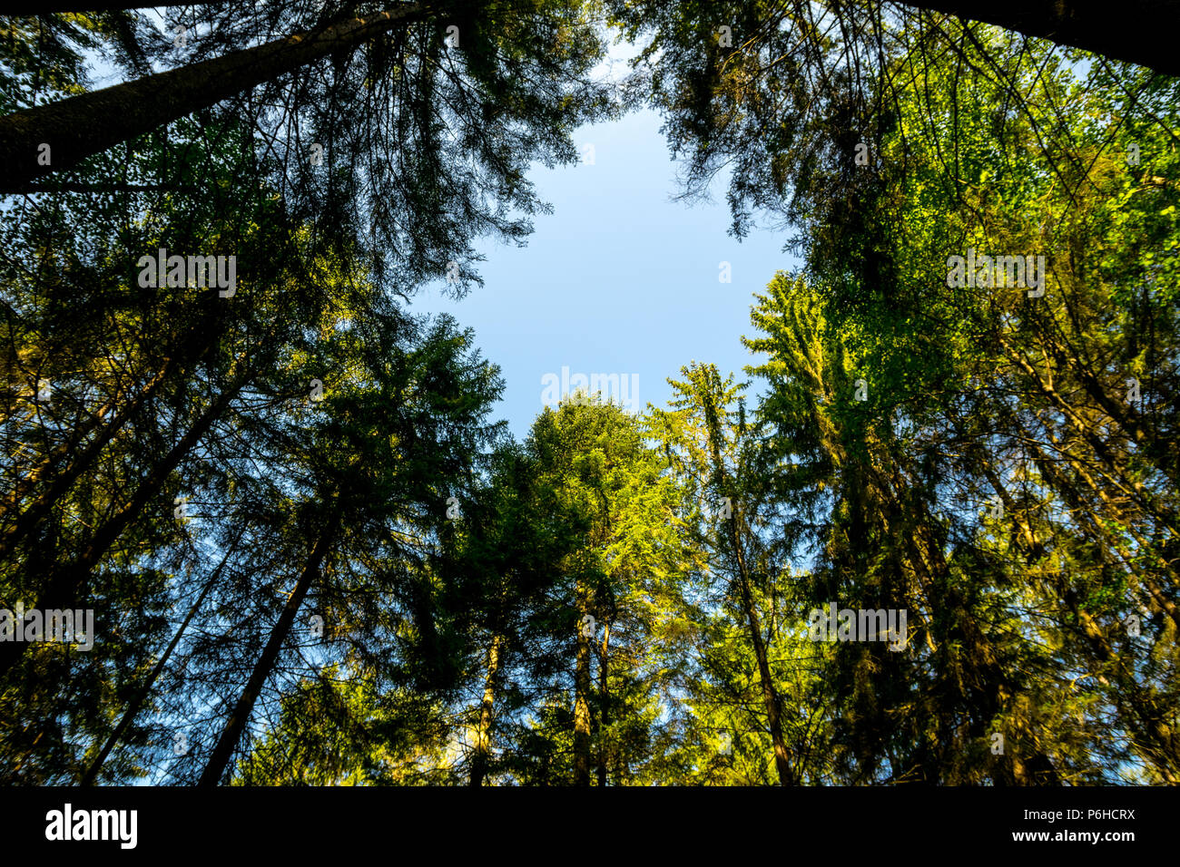 Baumkrone mit Himmel über Stockfoto