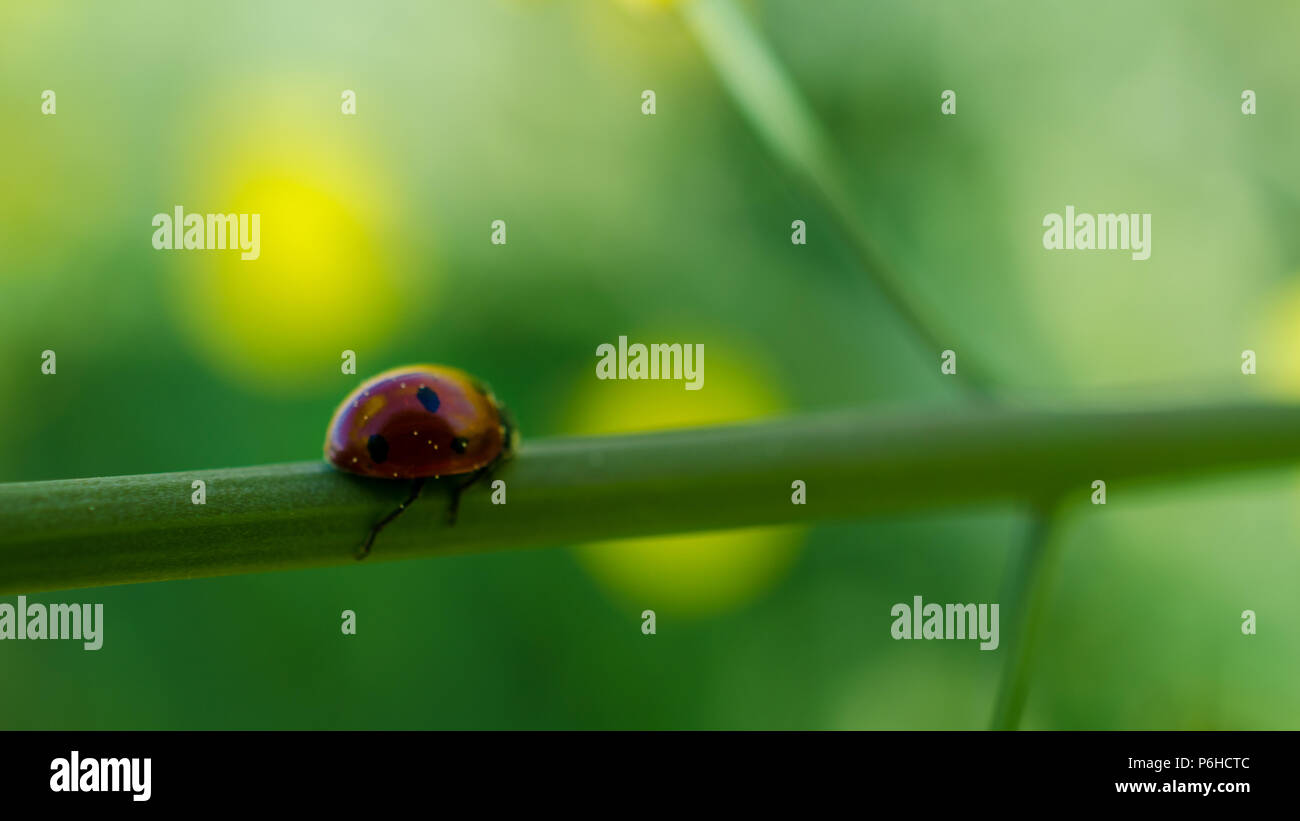 Marienkäfer an einem sonnigen Tag Stockfoto