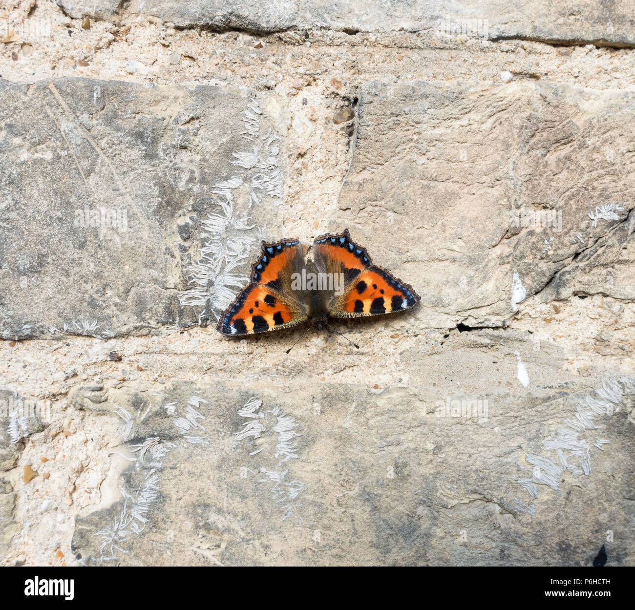 Kleiner Fuchs Schmetterling Erwärmung an der Wand Stockfoto