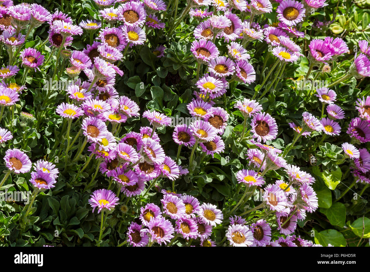 Seaside Beach Blumen Stockfoto