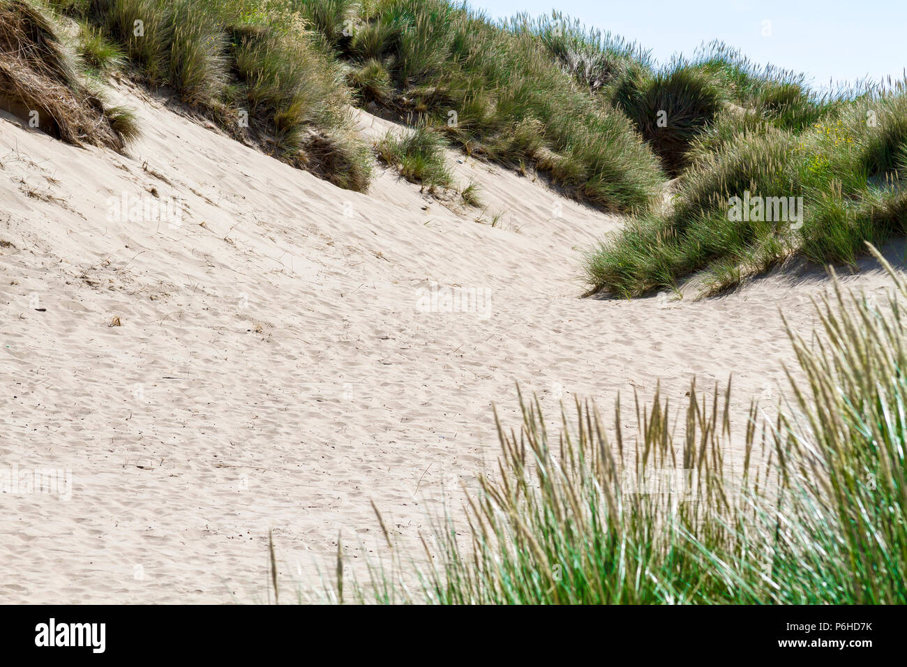 Mensch und Hund auf Sunny Beach Stockfoto