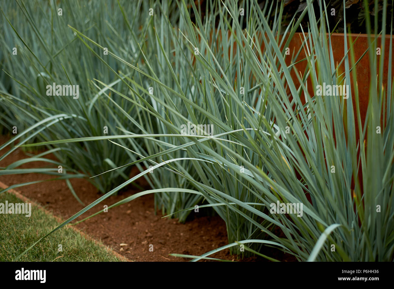 Ziergraser Im Gartenbau Garten Und Park Design Stockfoto Bild