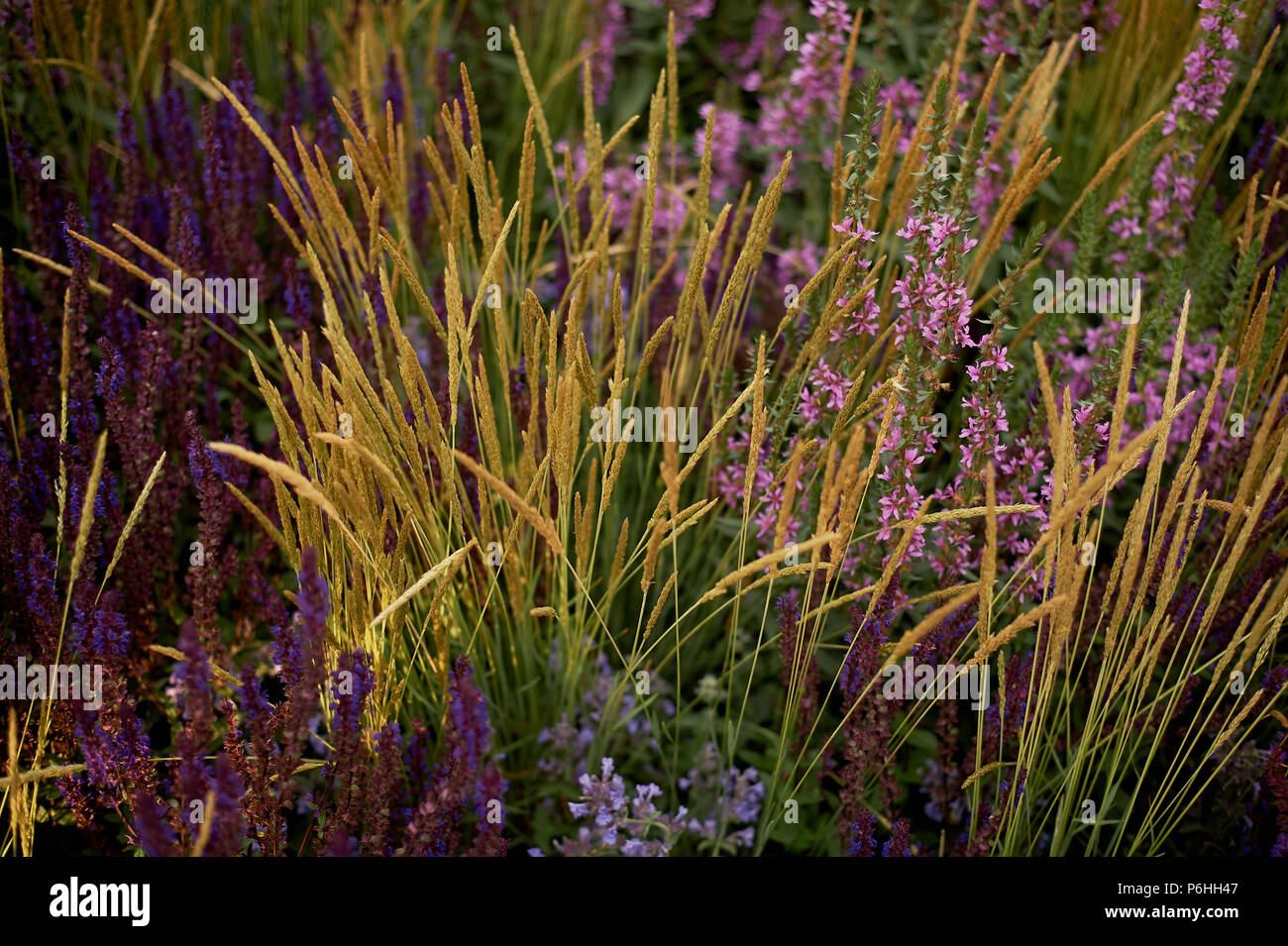 Ziergraser Im Gartenbau Garten Und Park Design Stockfoto Bild