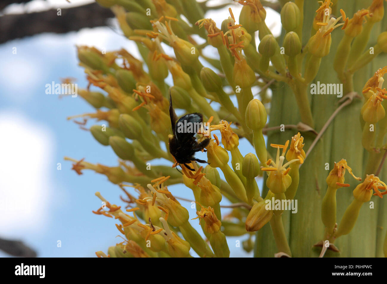 In Utah Agave Blütenstand Stockfoto