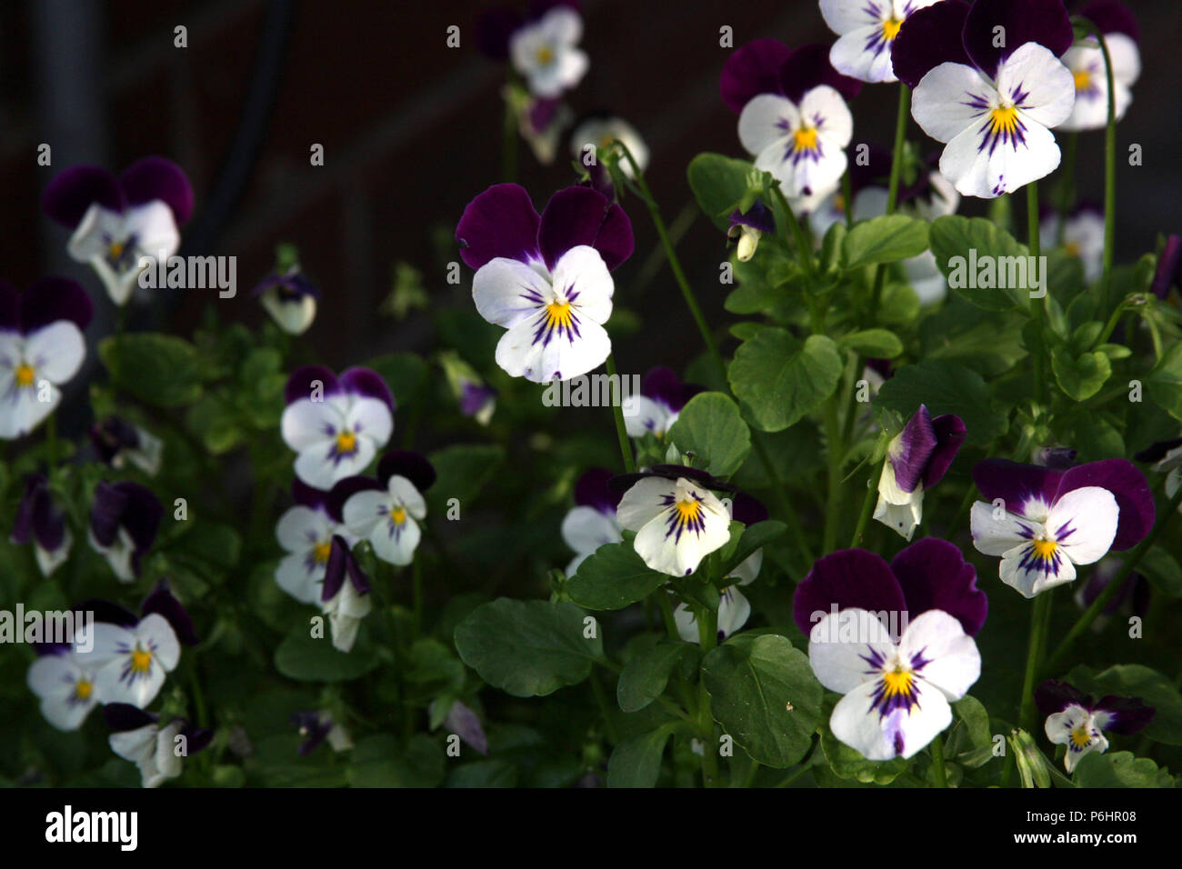Garten Stiefmütterchen Stockfoto