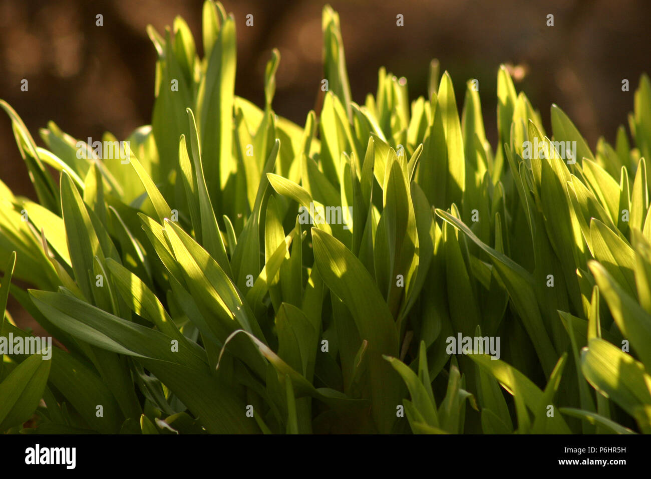 Junge Iris pflanzen Emerging im Frühjahr Stockfoto