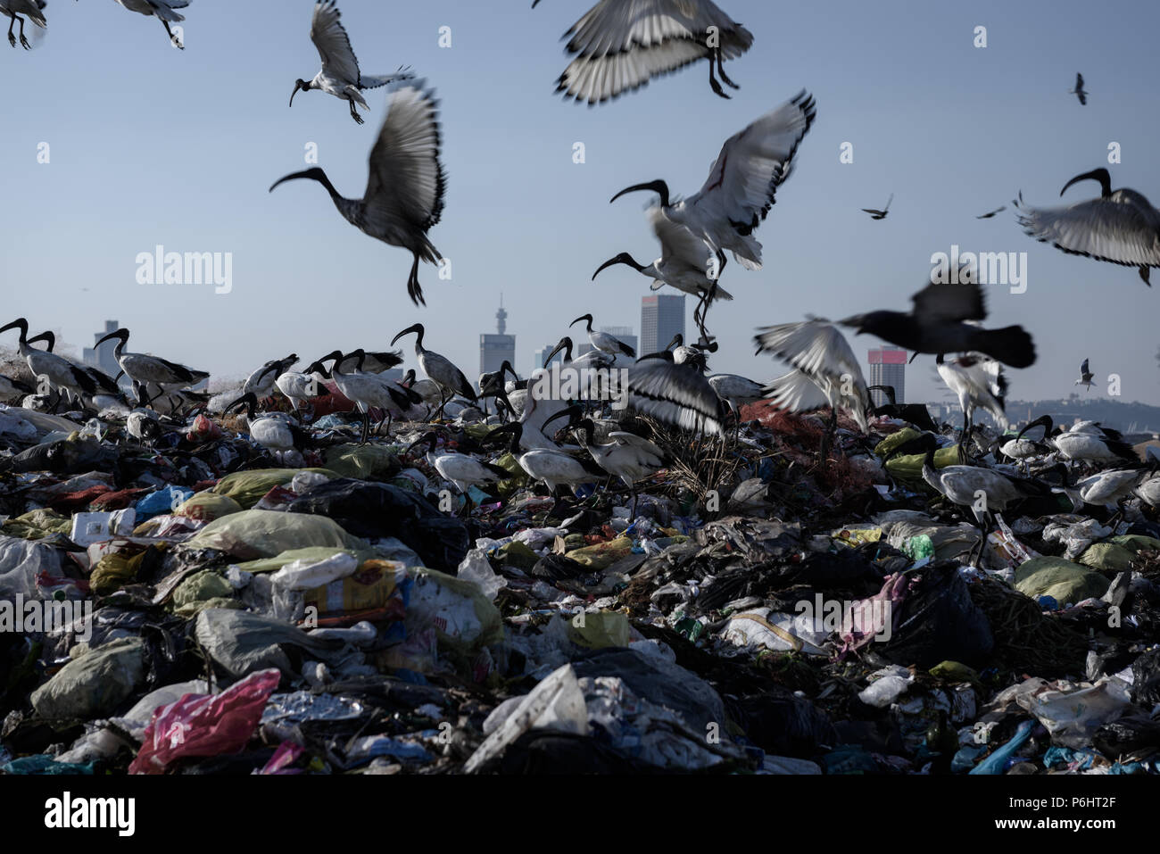 Heiliger Ibis auf der Robinson Deep Deponie in der Südafrikanischen kommerzielle Hauptstadt von Johannesburg Stockfoto