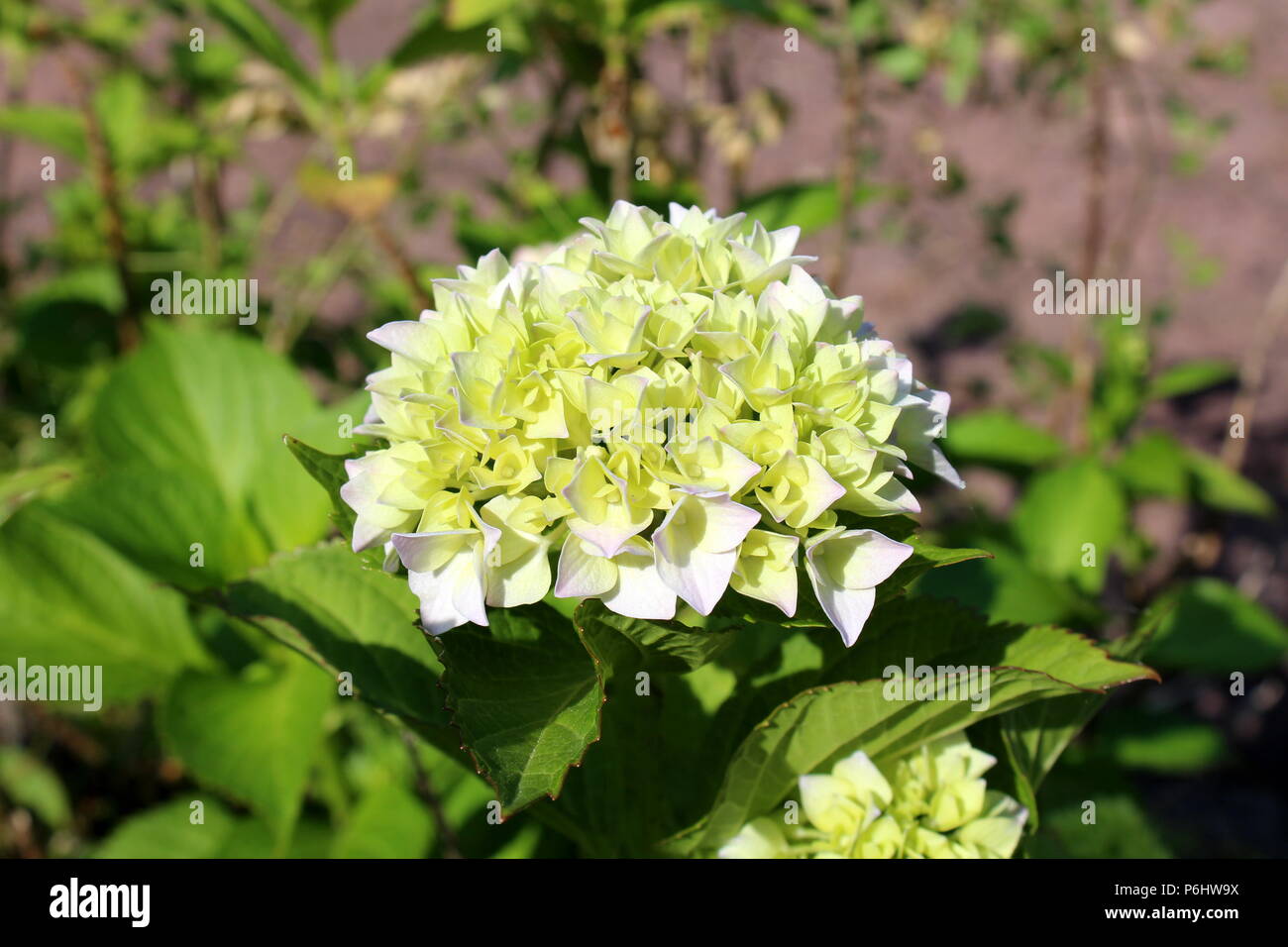 Hydrangea Oder Hortensia Garten Strauch Mit Mehreren Kleinen