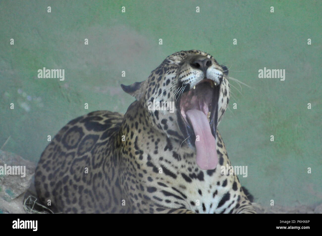 Jaguar (Panthera onca) die größte südamerikanische Katze Stockfoto