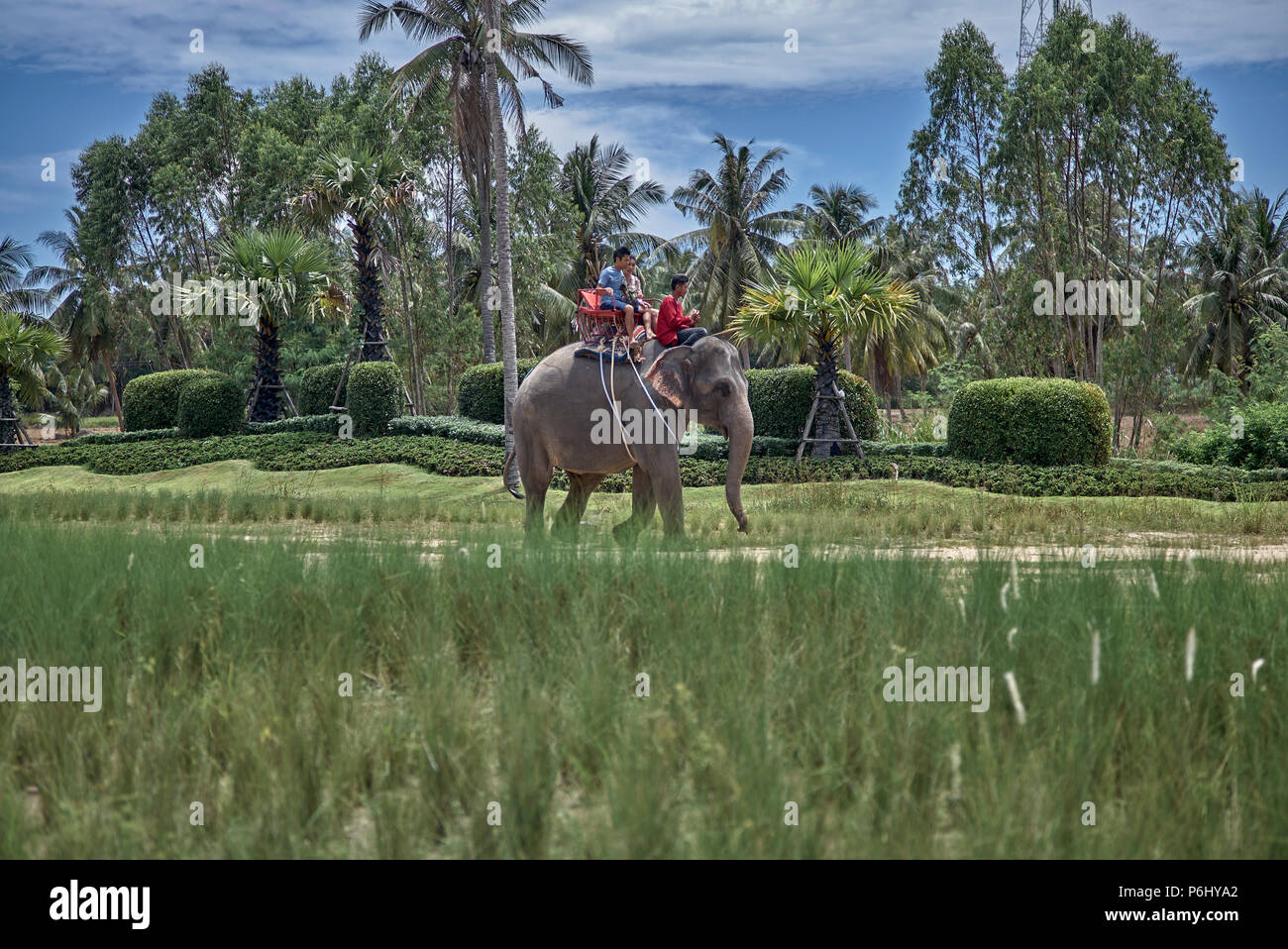 Elephant Trekking ländlichen Thailand Südostasien. Touristen reiten ein Elefant Stockfoto