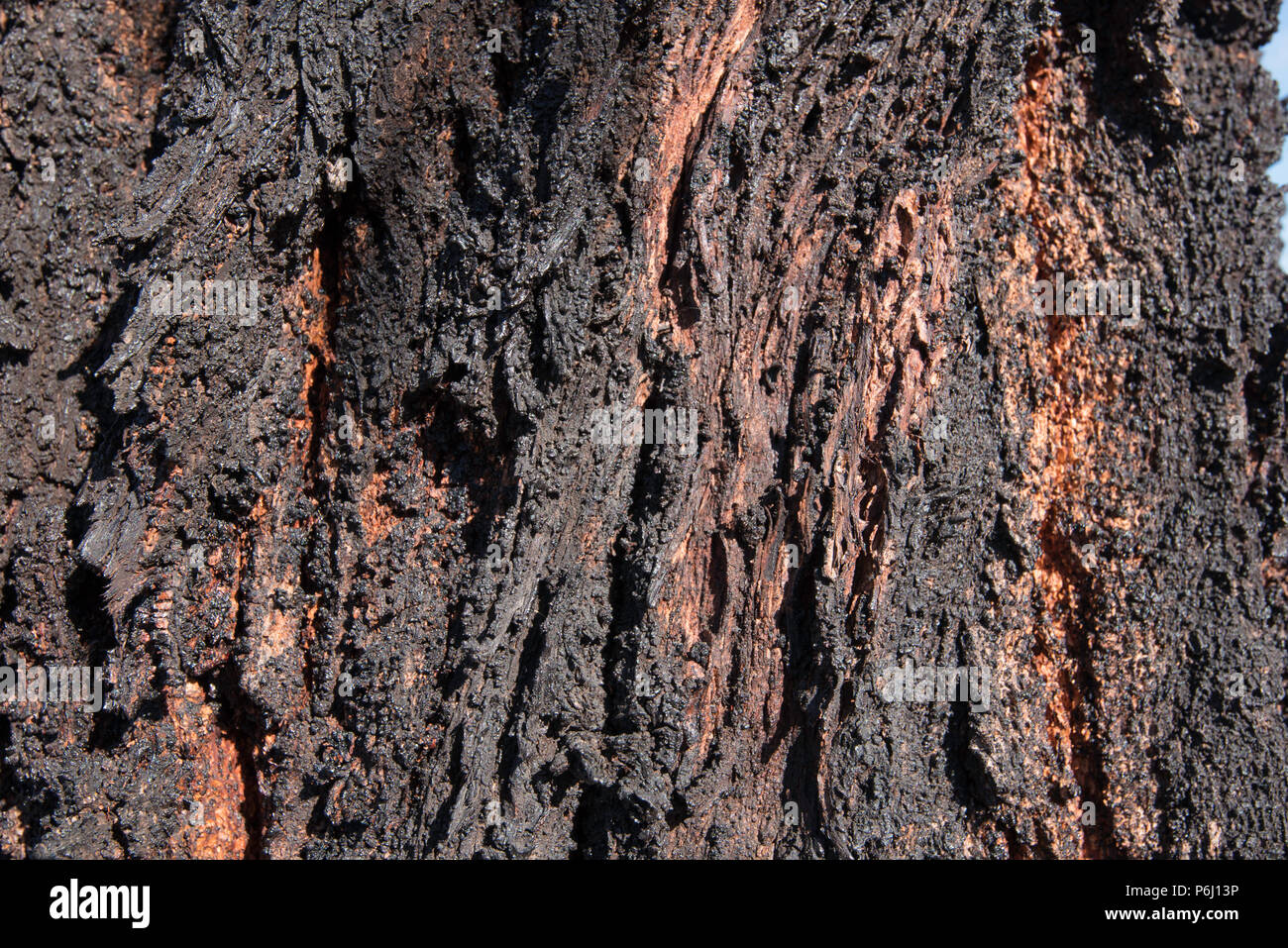 Die ungewöhnlich tief furnierte schwarze Rinde des Mugga Ironbark oder Red Ironbark Tree (Eucalyptus sideroxylon), ein in Ostaustralien heimischer Baum Stockfoto