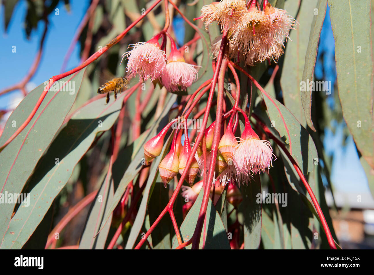 Lange Dünne grüne Blätter und Blütenstand Blüte der Eucalyptus