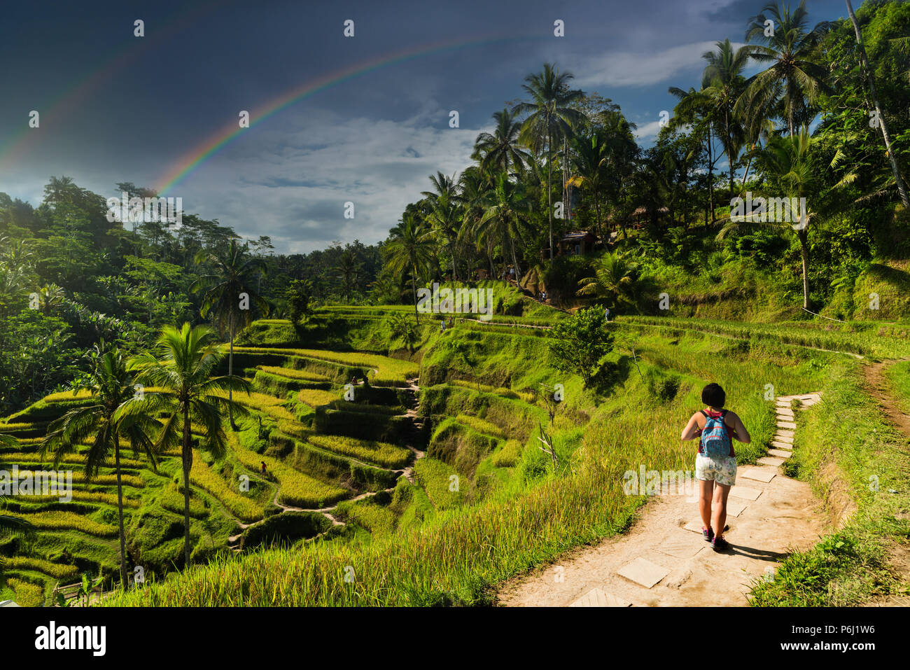 Tegalalang reis plantage Terrasse in Bali, Indonesien. Stockfoto