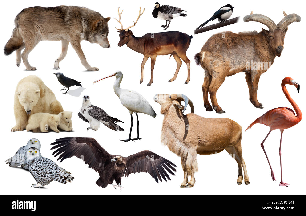 Satz von verschiedenen Europäischen auf Weiß wilde Tiere, wie Vögel und Säugetiere isoliert Stockfoto