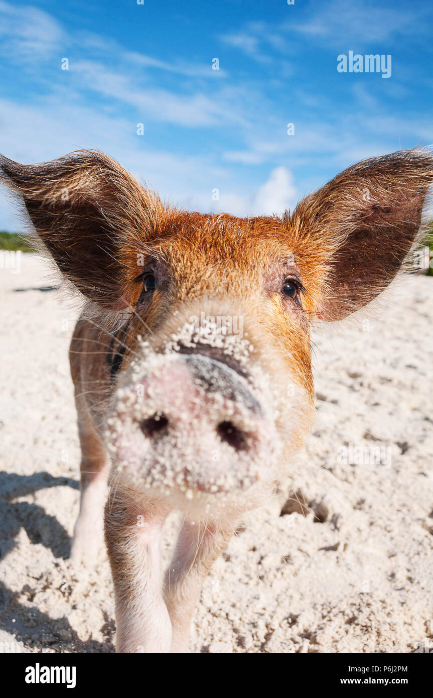 Neugierig feral baby Schwein am Sandstrand der Exumas, Bahamas. Stockfoto