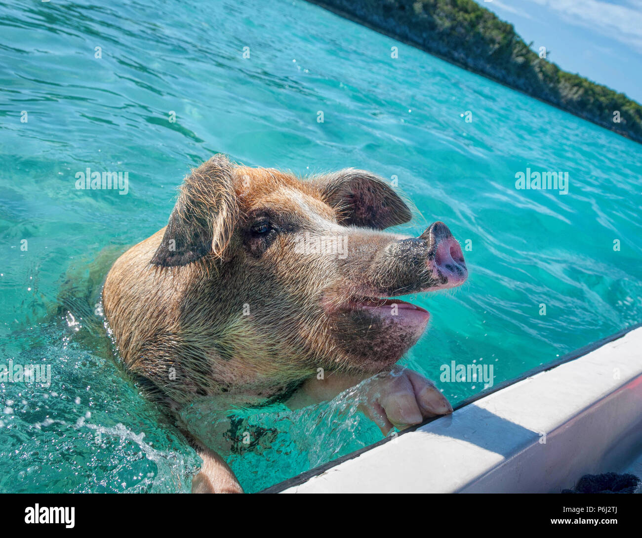 Grosses Schwimmbad Wildschweinen auf die Überprüfung der Besucher Boote in der Exumas, Bahamas. Stockfoto