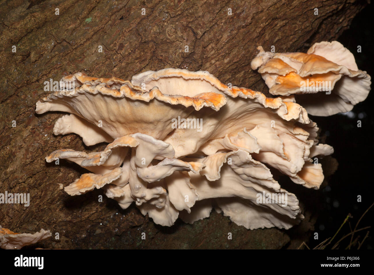 Huhn auf den Wald Pilze, Laetiporus sulfureus, manchmal auch Schwefel polypore wachsen in den neuen Wald in Hampshire England UK GB. Die c Stockfoto