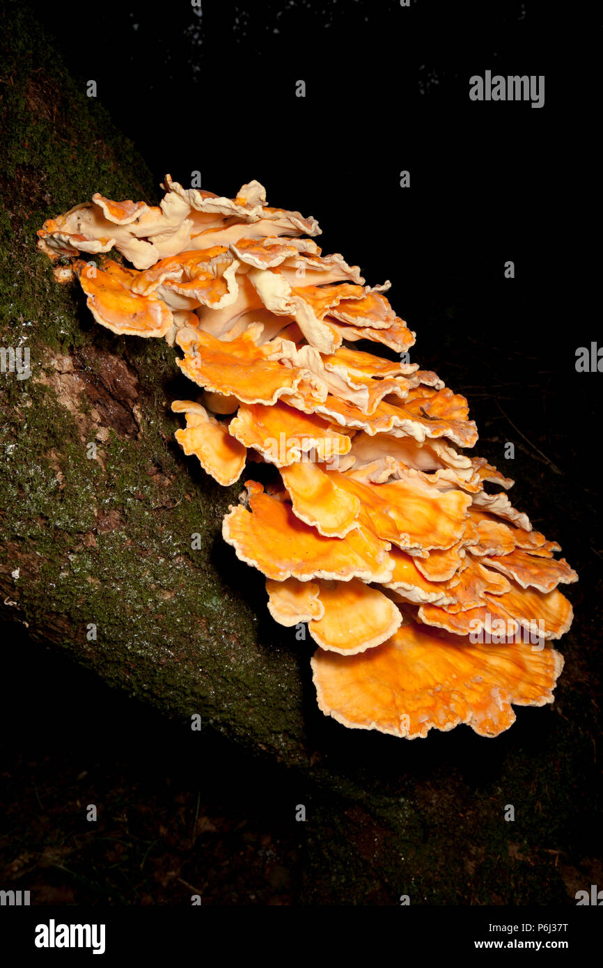 Huhn auf den Wald Pilze, Laetiporus sulfureus, manchmal auch Schwefel polypore wachsen in den neuen Wald in Hampshire England UK GB. Die c Stockfoto