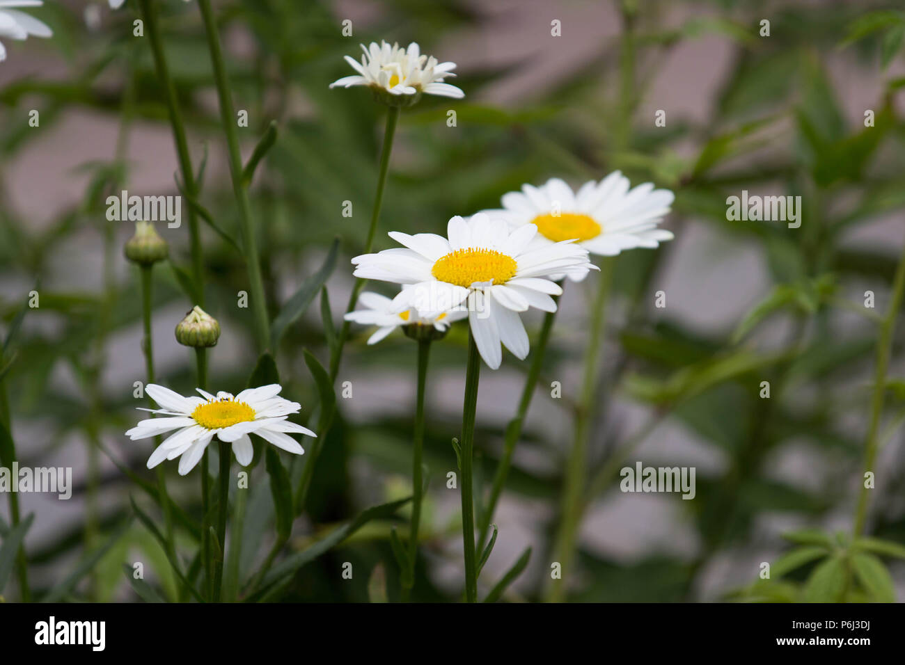 Bereich der Wildblumen Stockfoto