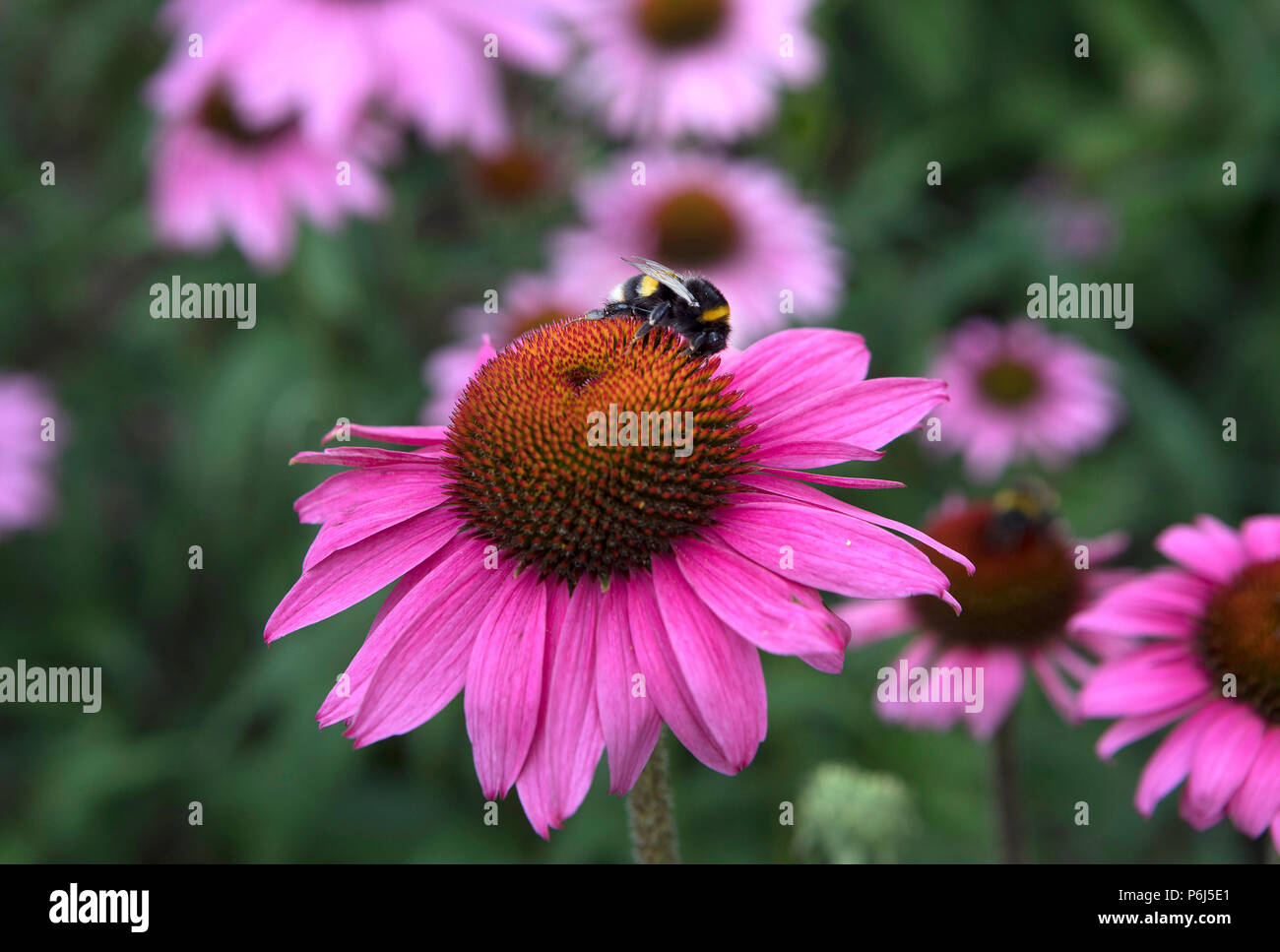 Echinacea pupurea 'Primadonna', schwarz Samson Stockfoto