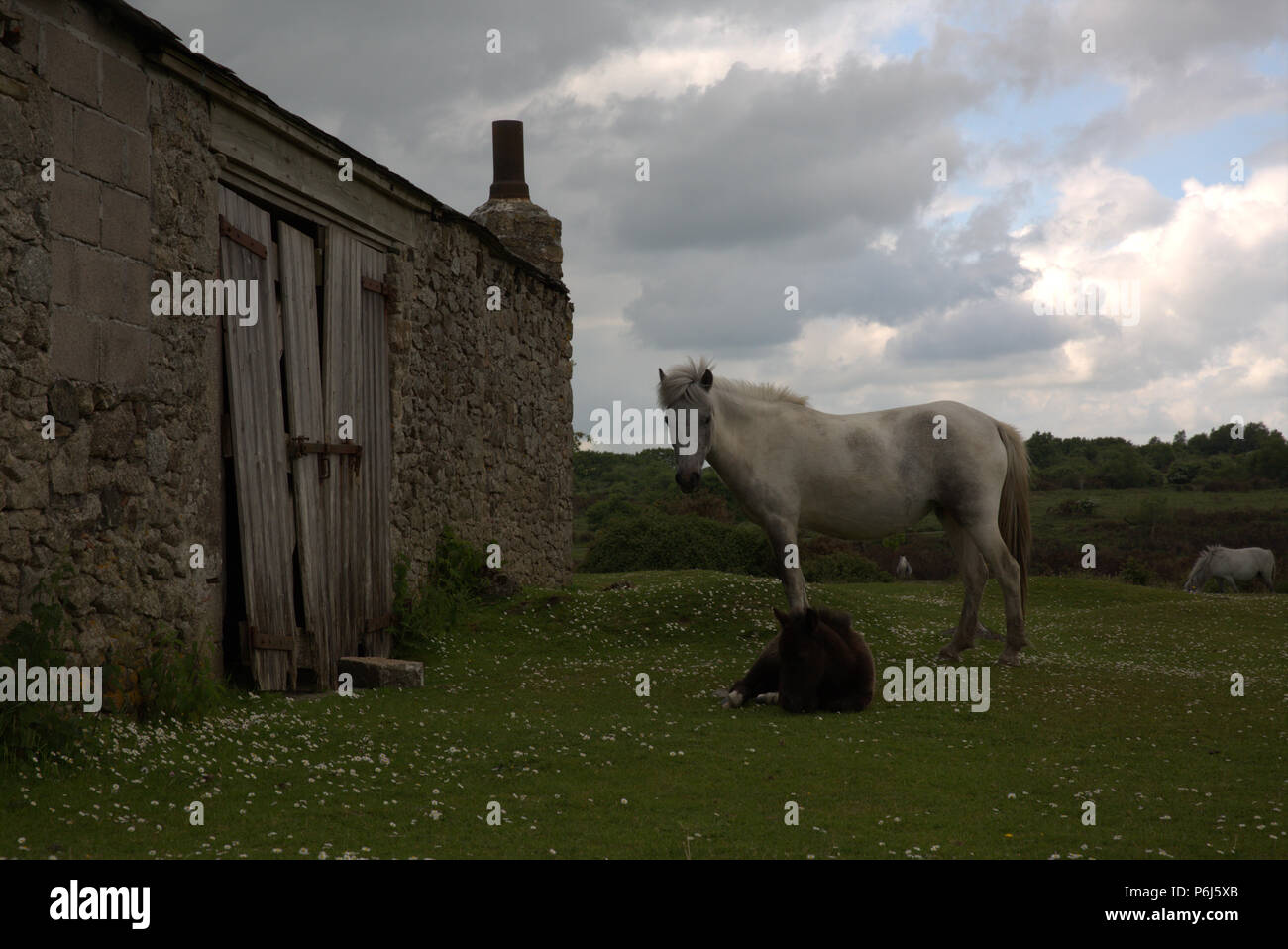 Dartmoor Pony und Fohlen vereinigen eine alte Scheune in der Nähe von Clearbrook. Stockfoto