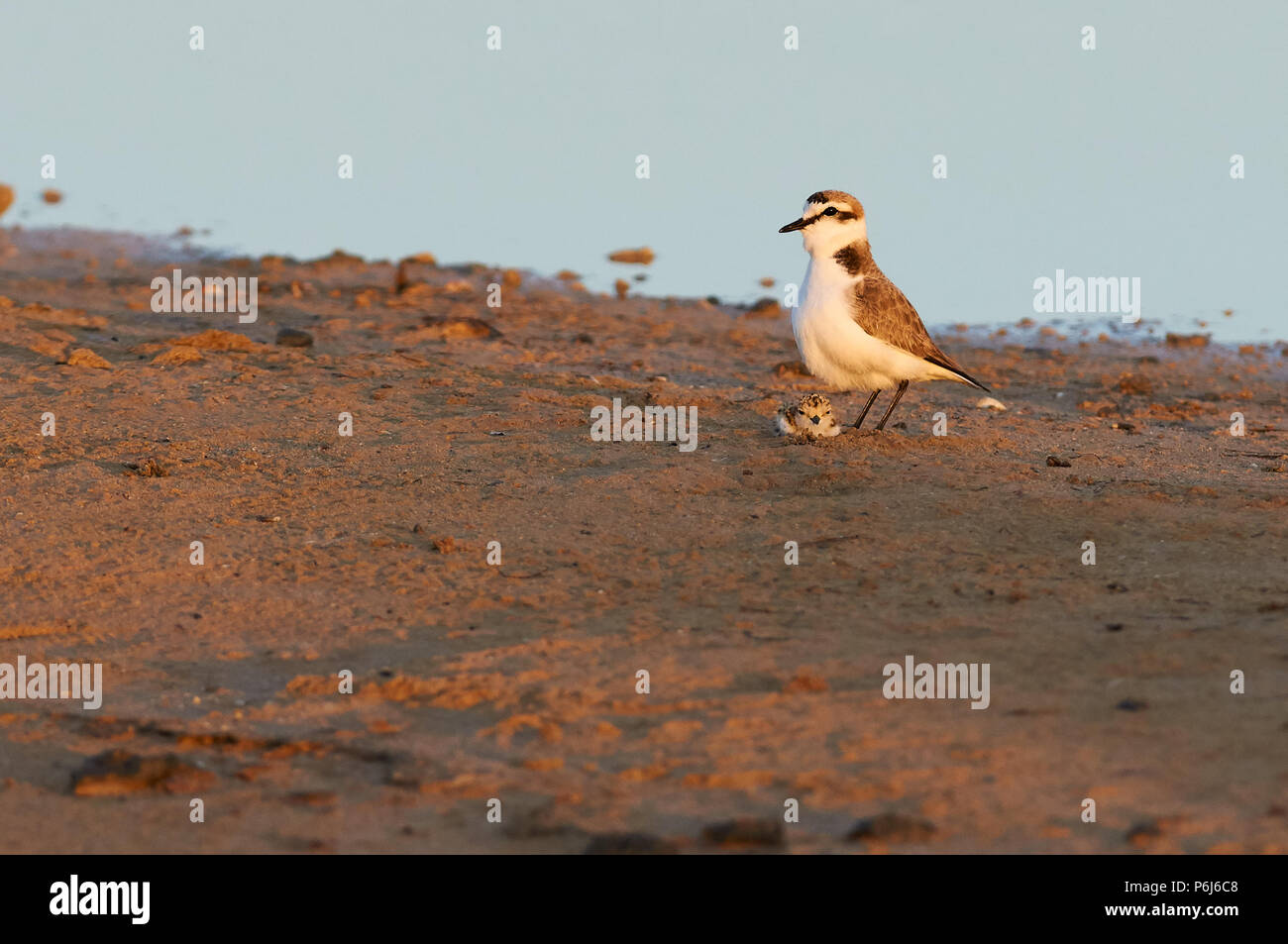 Kentish-Pflücker (Charadrius alexandrinus), der sein Küken in den Salzwiesen des Naturparks Ses Salines (Formentera, Balearen, Spanien) schützt Stockfoto