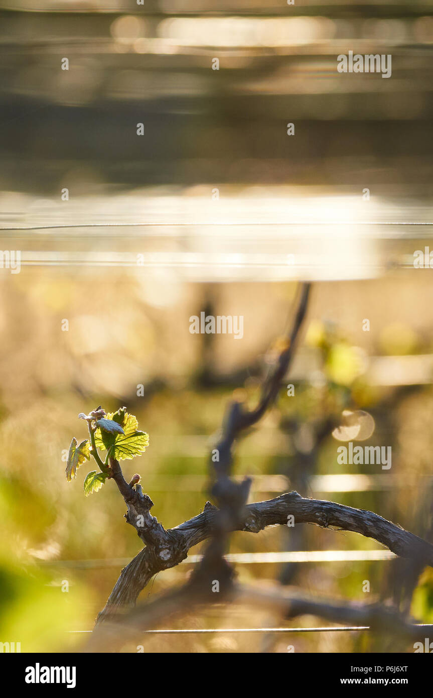 Gemeinsame Weinrebe (Vitis vinifera) junge Blätter und Grapevine Drähte in einer Plantage in Ses Salines Naturpark (Formentera, Balearen, Spanien) Stockfoto