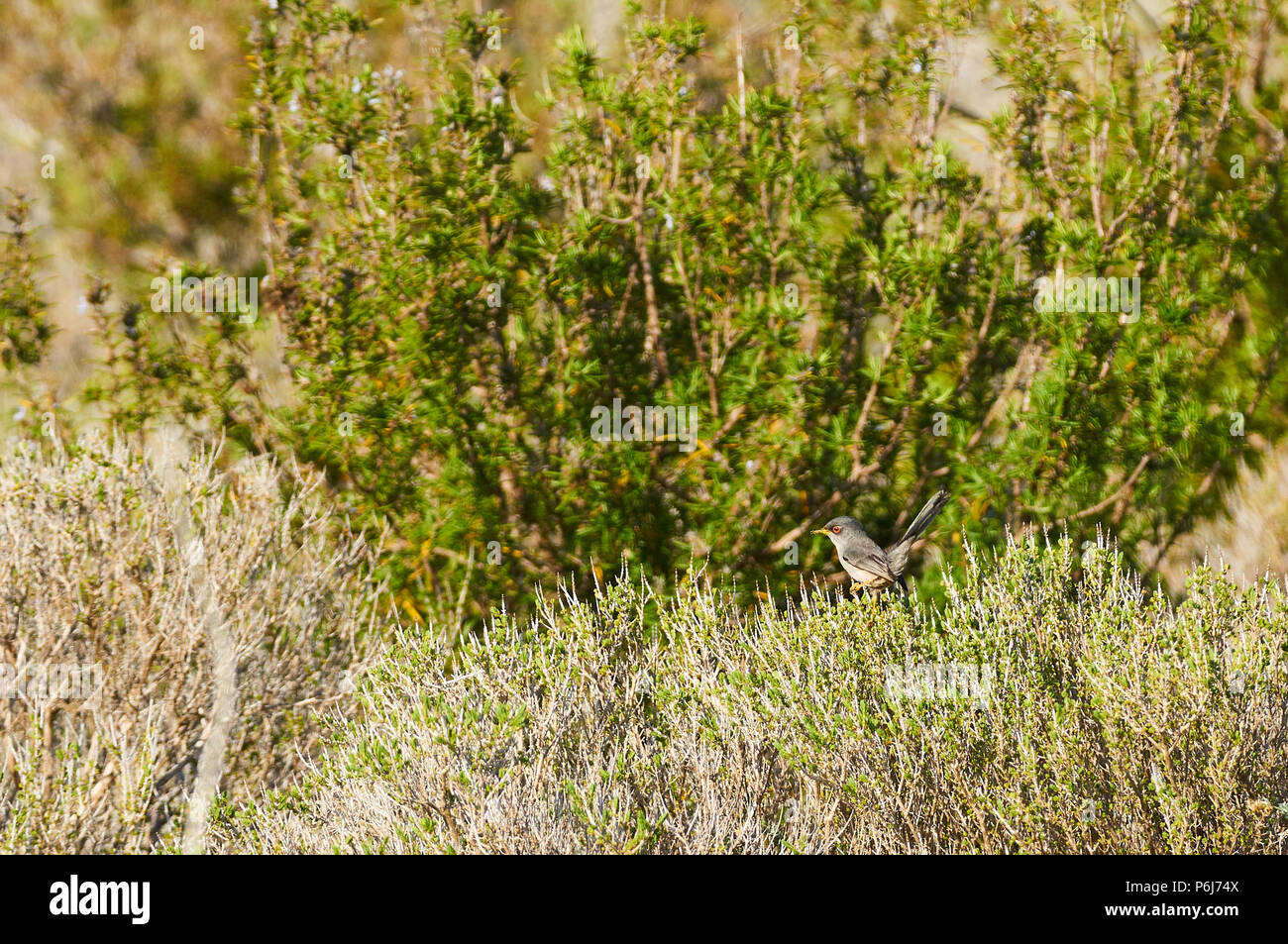 Balearen Warbler (Sylvia balearica) über dornige Büsche und Heather in Can Marroig in Ses Salines Naturpark (Formentera, Balearen, Spanien) Stockfoto