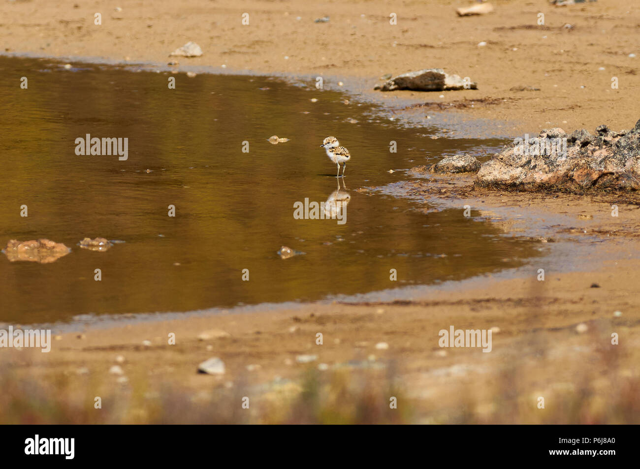 Seeregenpfeifer (Charadrius alexandrinus) Küken an Estanyets de Can Marroig Salt Marsh in Ses Salines Naturpark (Formentera, Balearen, Spanien) Stockfoto