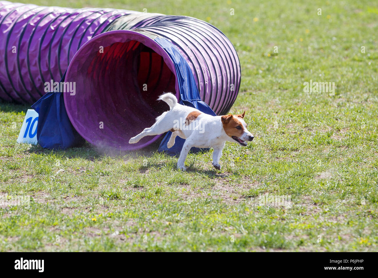 Kleiner Hund läuft aus von Tunnel in Agility Wettbewerb Stockfoto