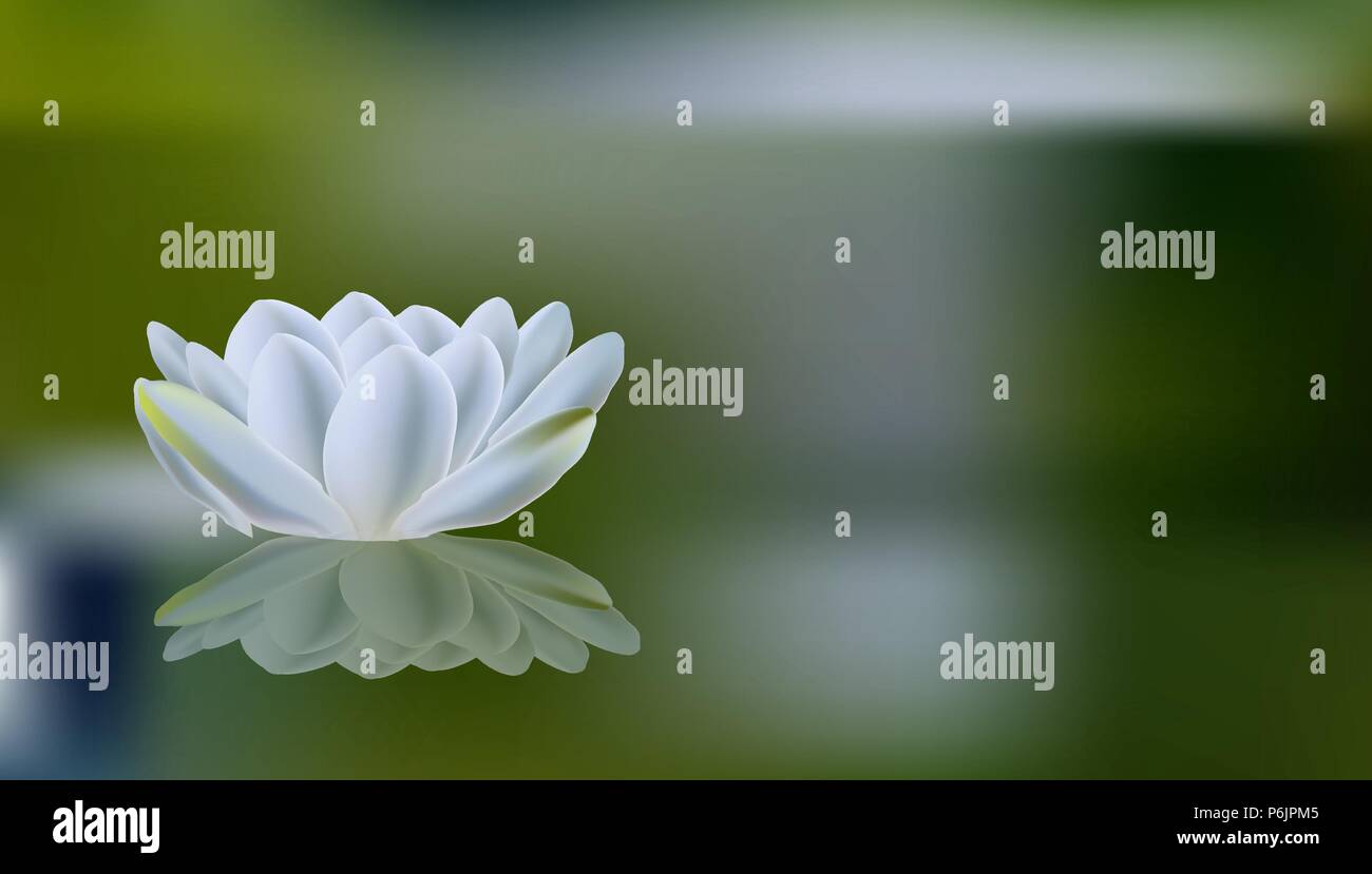 Romantische Sommer Hintergrund mit weißen Lilien im See spiegeln Stock Vektor