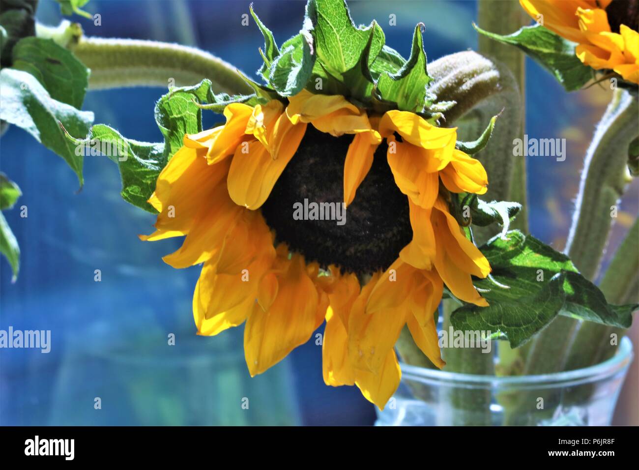 Große Sonnenblumen in einer Vase verwelken, vor einem blauen verschwommenen Hintergrund Stockfoto