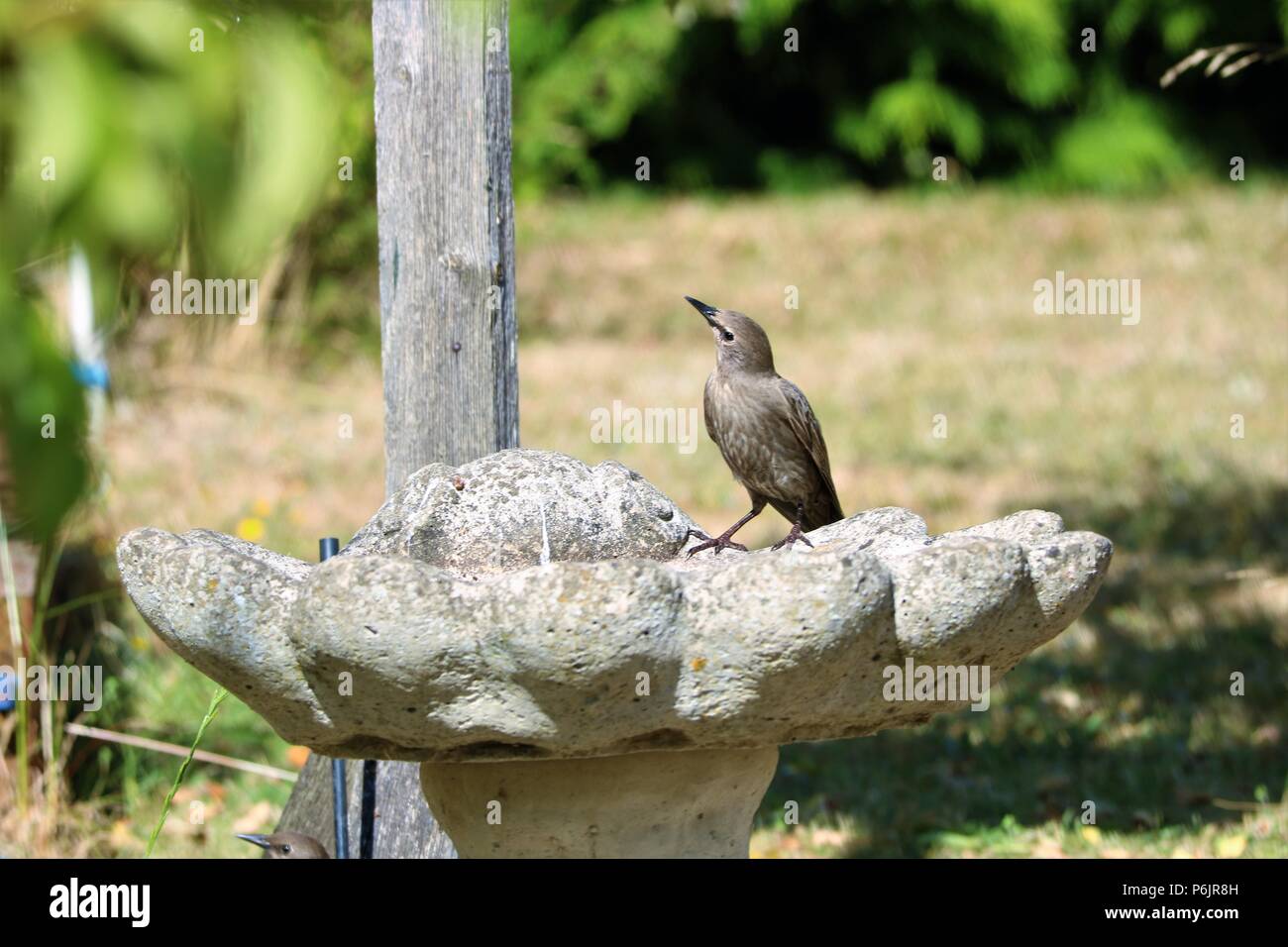 Starling Junge auf einem Stein vogelbad an einem sonnigen Tag Stockfoto