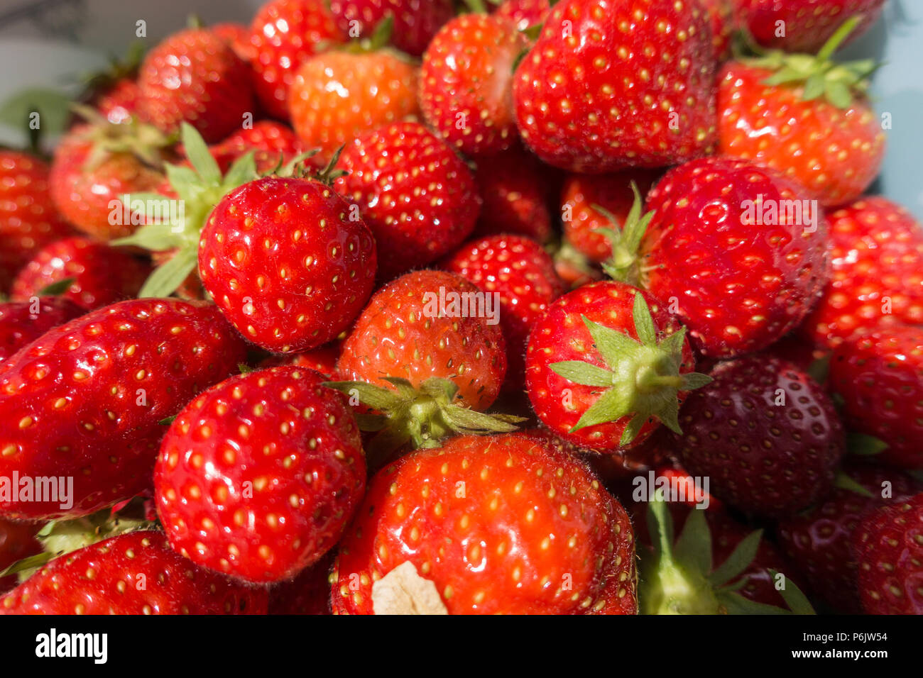 Eine Nahaufnahme von reifen roten Erdbeeren. Stockfoto